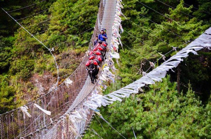 Uma caravana de yaks carregados atravessa uma ponte suspensa coberta de bandeiras de oração.