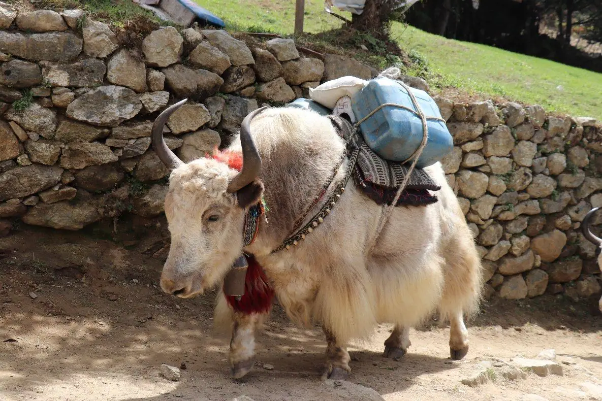 Os yaks são os reis dos Himalaias e a sua presença é constante nos trilhos.