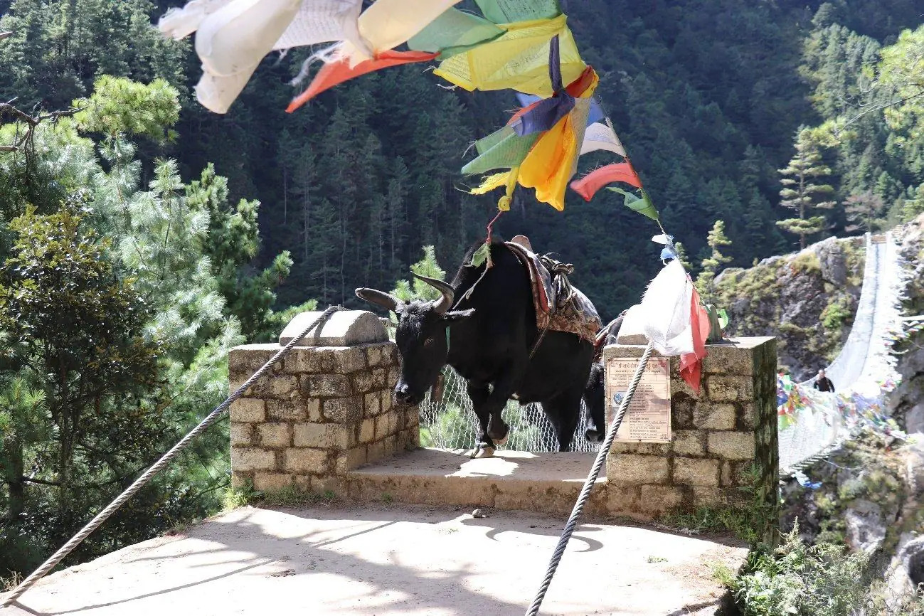 Pontes suspensas de cortar a respiração dominam a paisagem no Vale do Solukhumbu.