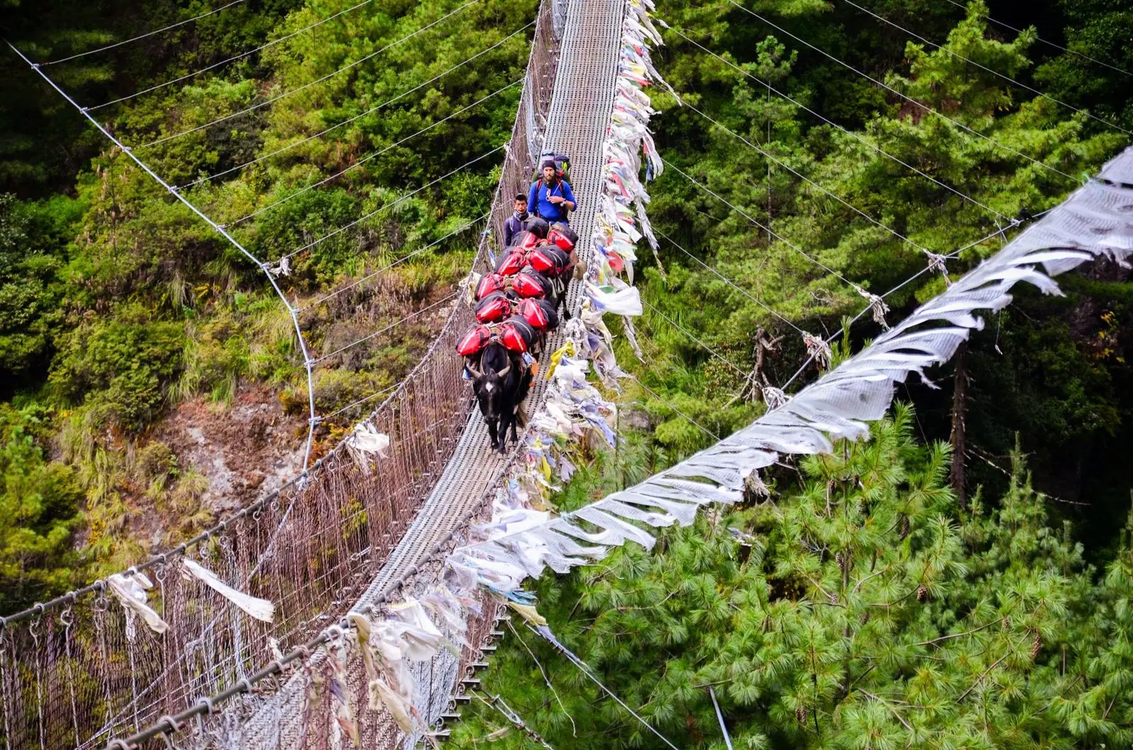Uma caravana de yaks carregados atravessa uma ponte suspensa coberta de bandeiras de oração.